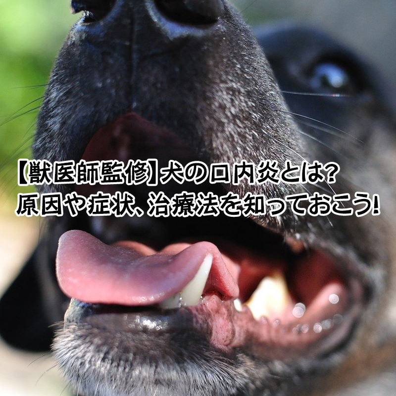 【獣医師監修】犬の口内炎とは？原因や症状、治療法を知っておこう！