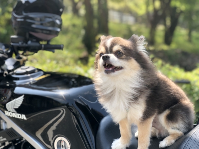 バイクでのツーリングも愛犬と一緒に楽しめる 注意点は