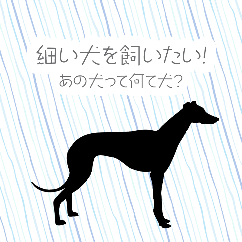 細い犬を飼いたい！あの犬って何て犬？