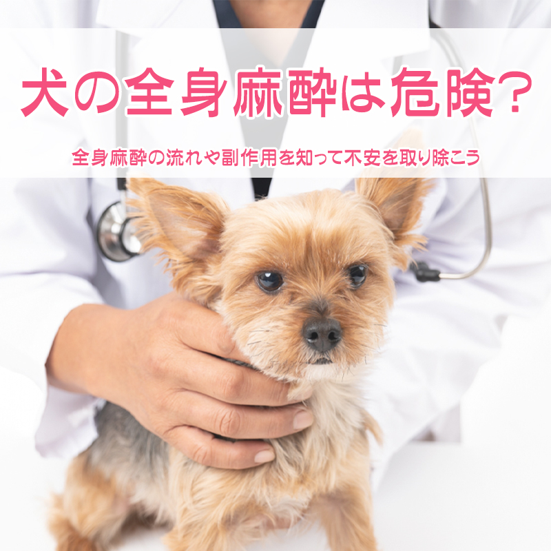 【獣医師監修】犬の全身麻酔は危険?全身麻酔の流れや副作用を知って不安を取り除こう