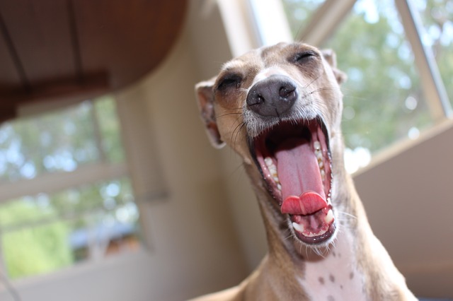 細い犬を飼う