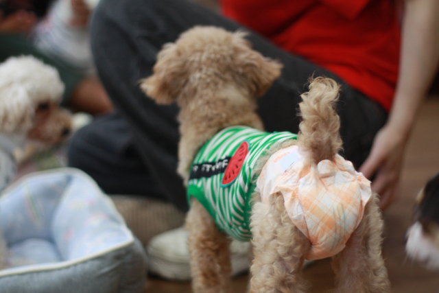 オムツをつけた犬の後ろ姿