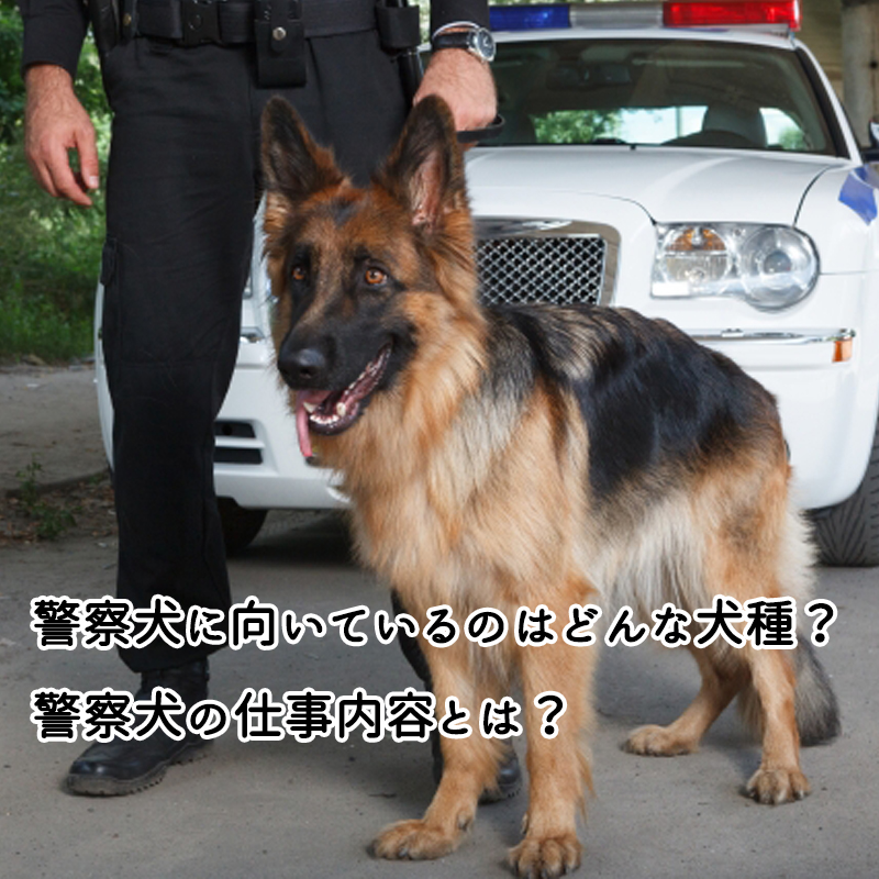 警察犬に向いているのはどんな犬種？警察犬の仕事内容とは？