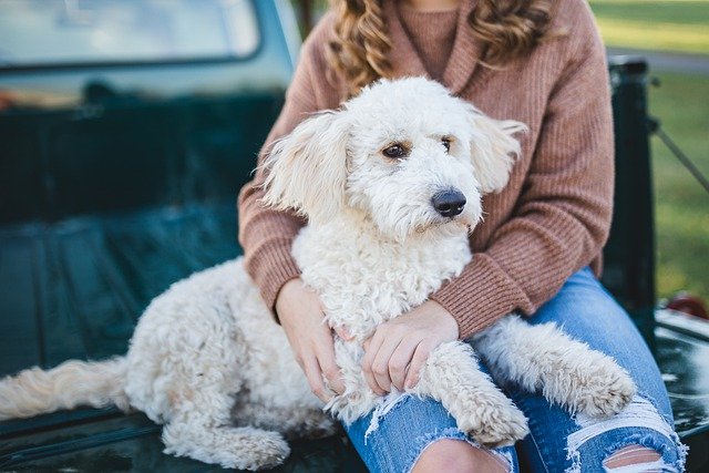 犬と人