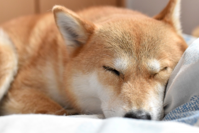 柴