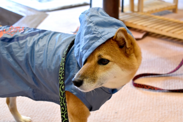 レインコートを着た犬
