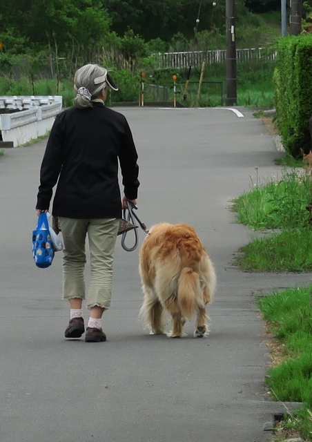 大型犬の散歩