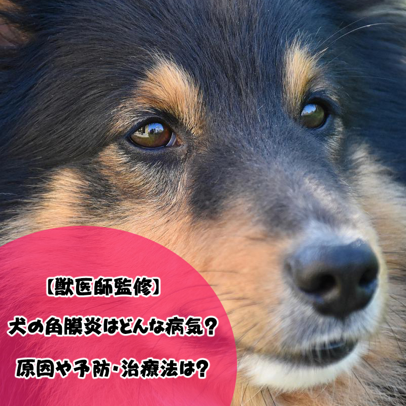 【獣医師監修】犬の角膜炎はどんな病気？原因や予防・治療法は？