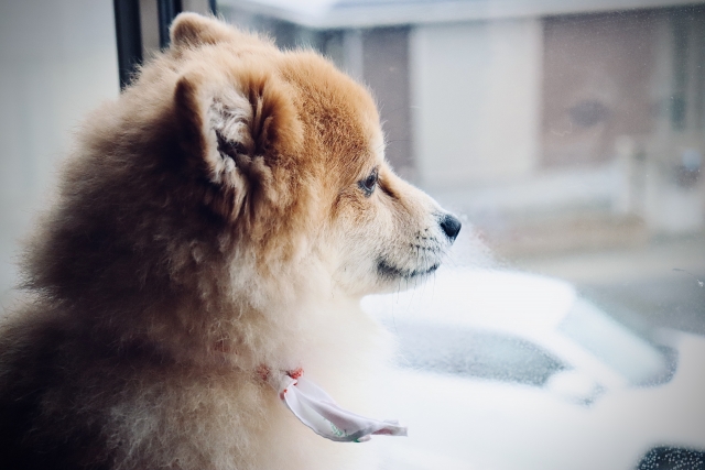 窓から外を眺める犬　雨の日