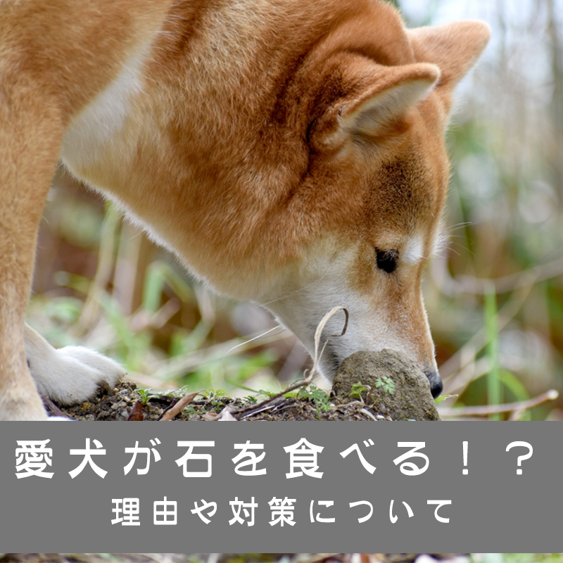 愛犬が散歩中に石を食べる！？理由と対策について解説します！