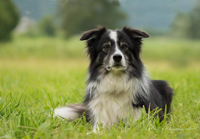 border-collie-gee0ad583a_640