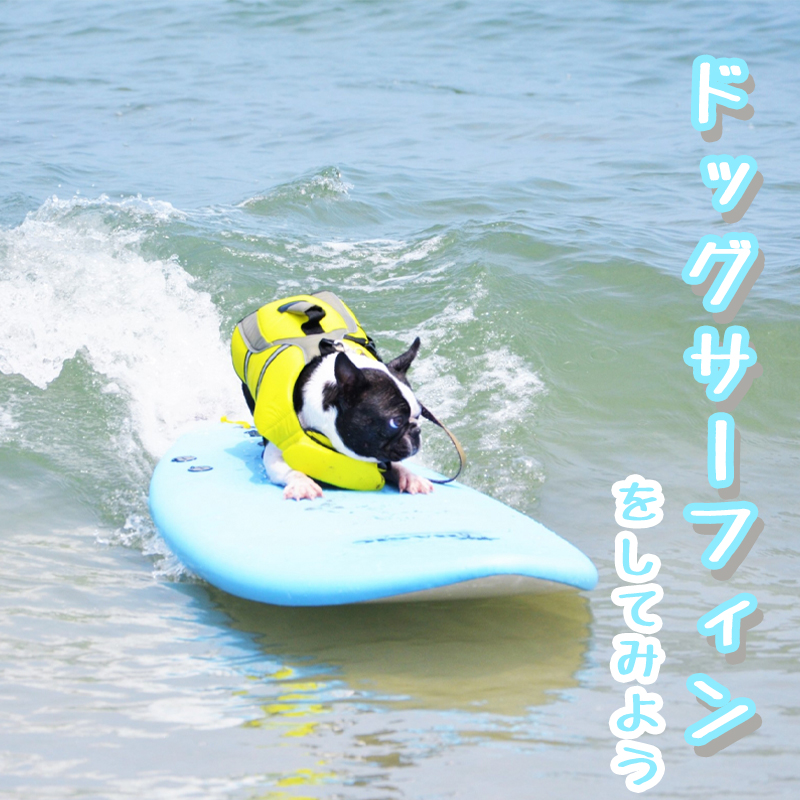 ドッグサーフィンをしてみよう！安心・安全に楽しむための注意点