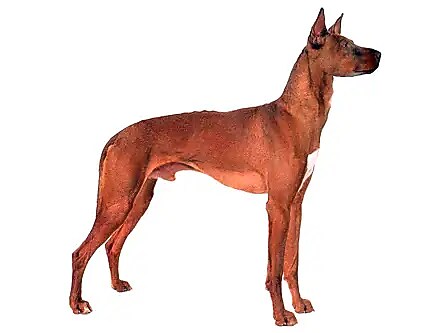 ファラオハウンド