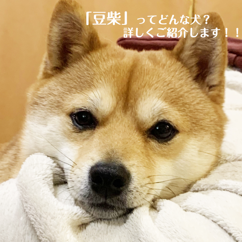 人気和犬の一種 豆柴 どんな犬種 その特徴を知ろう