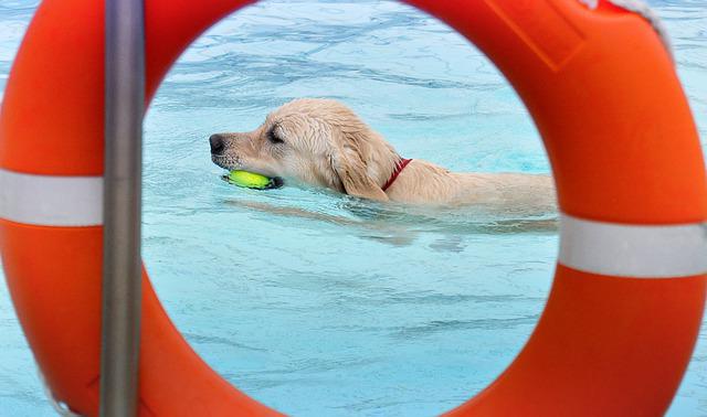 泳ぐ犬