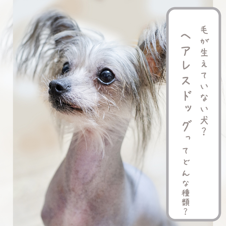 ヘアレスドッグってどんな犬 魅力的な全7種類を紹介