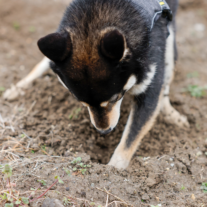 犬がベッドやソファを掘るのはなぜ？穴掘りする理由や対策を紹介！