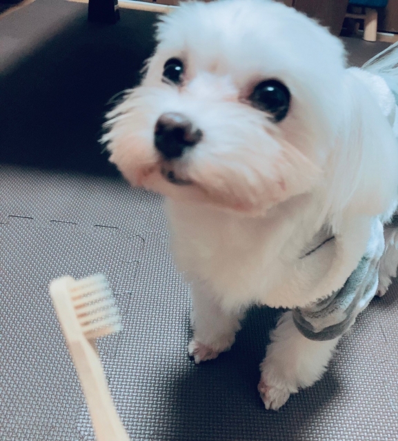 犬の歯ブラシ