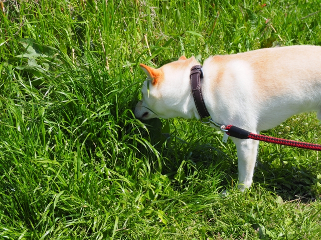 草の臭いをかぐ犬