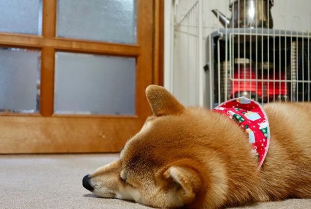 ストーブの前で寝る柴犬