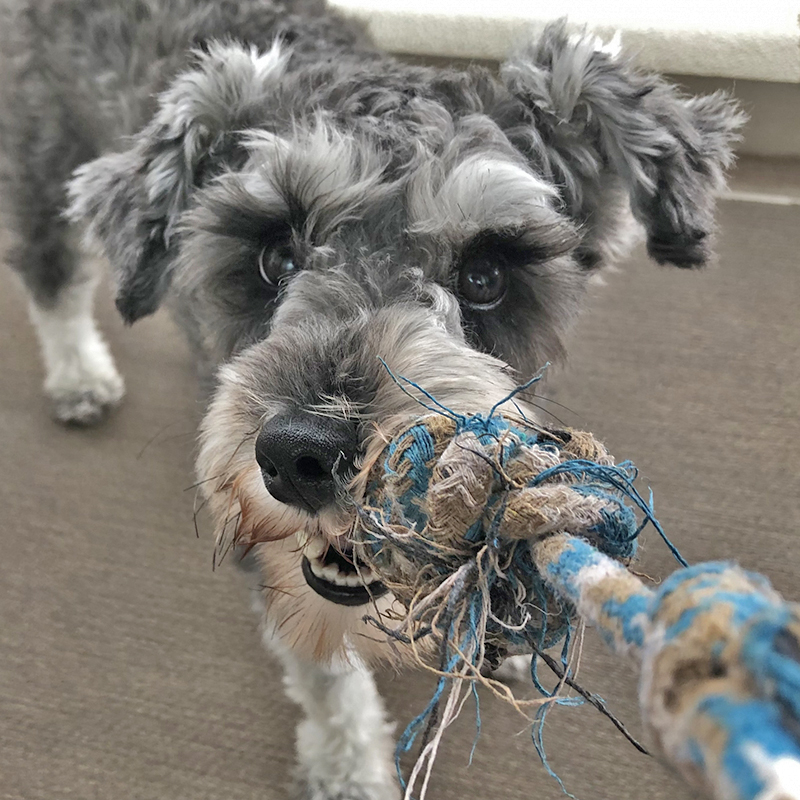 犬用のロープおもちゃを紹介！遊び方や注意点についても解説します！