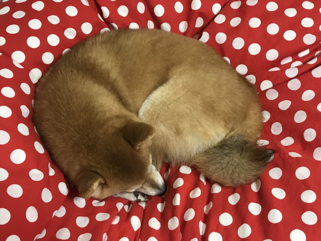 柴犬のワンモナイト