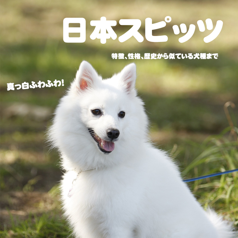 真っ白ふわふわ！日本スピッツの特徴、性格、歴史から似ている犬種まで