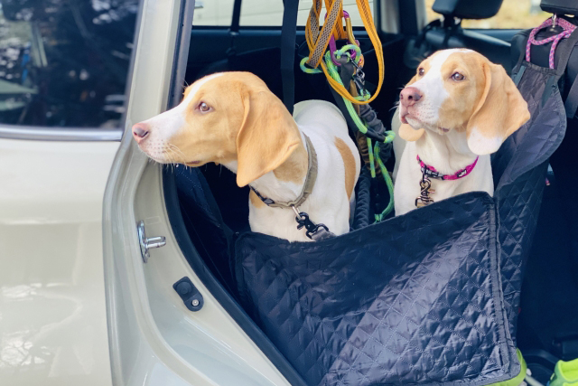 ドライブシートにいる犬