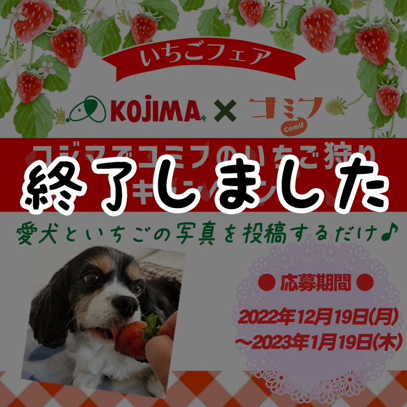 【愛犬×いちごのお写真を大募集！】コジマでコミフのいちご狩りキャンペーン開催中！