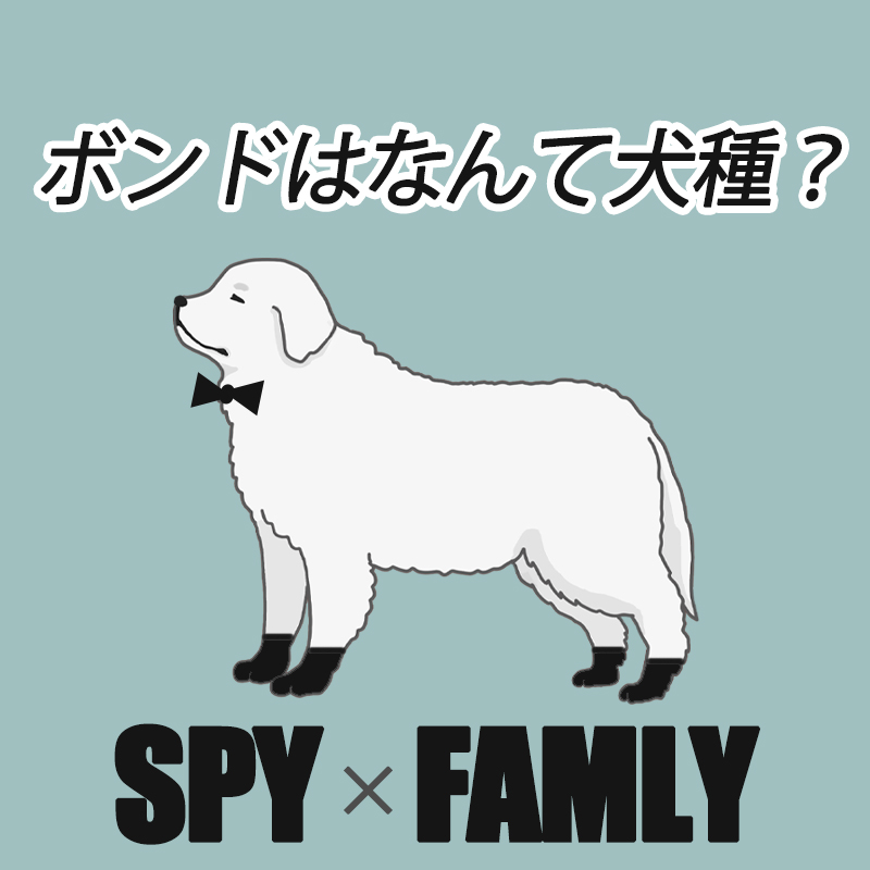 スパイファミリーに登場するボンド！なんの犬種でどんな犬？