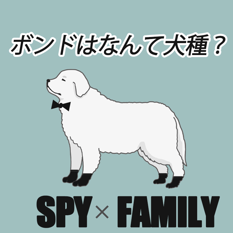 「スパイファミリー」に登場するボンド！なんの犬種でどんな犬？