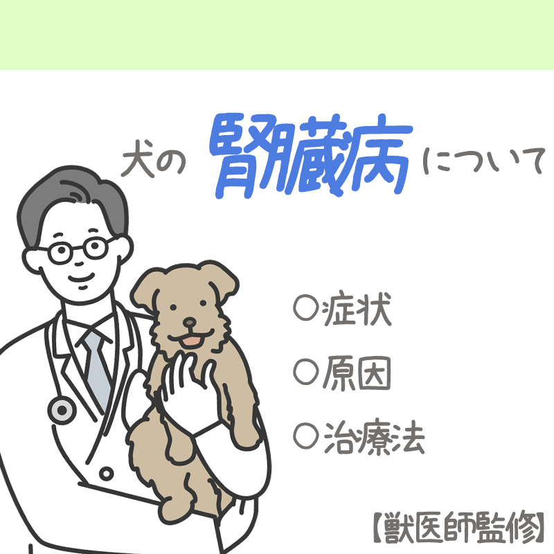 【獣医師監修】犬の腎臓病とは？急性腎障害と腎不全の症状、原因、治療について