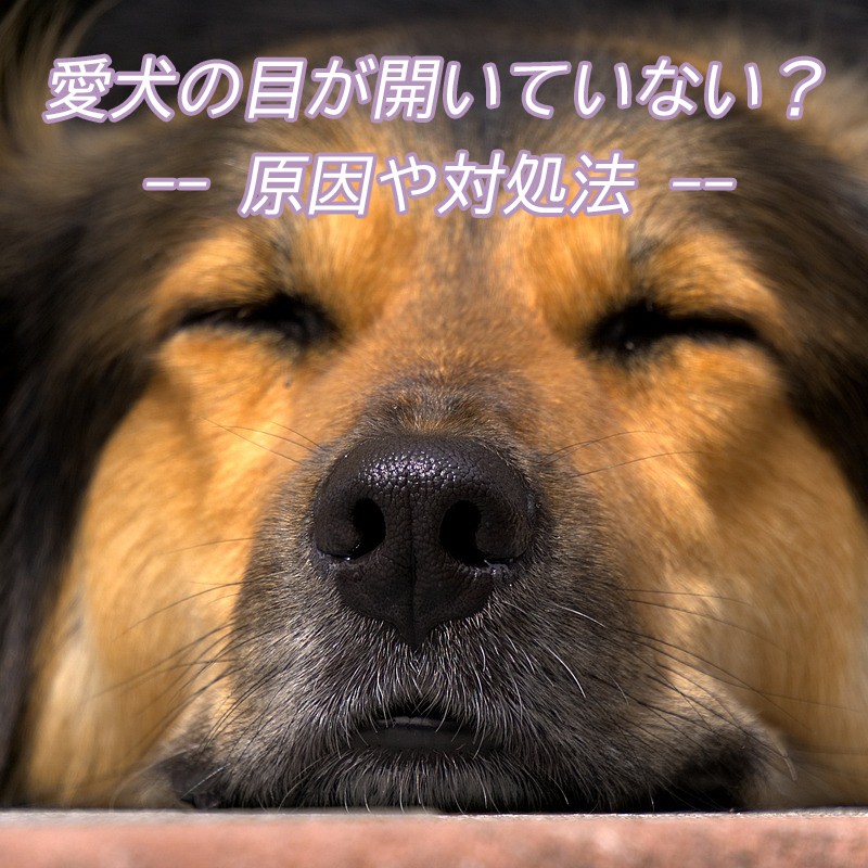 【獣医師監修】一大事?!愛犬の目が開いていない??その原因や対処法を知ろう！