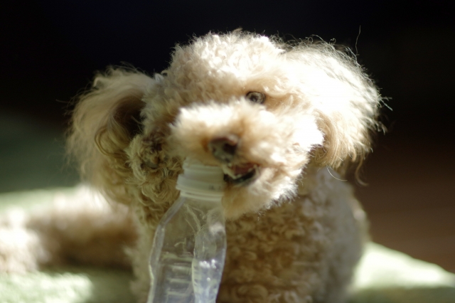 犬とペットボトル
