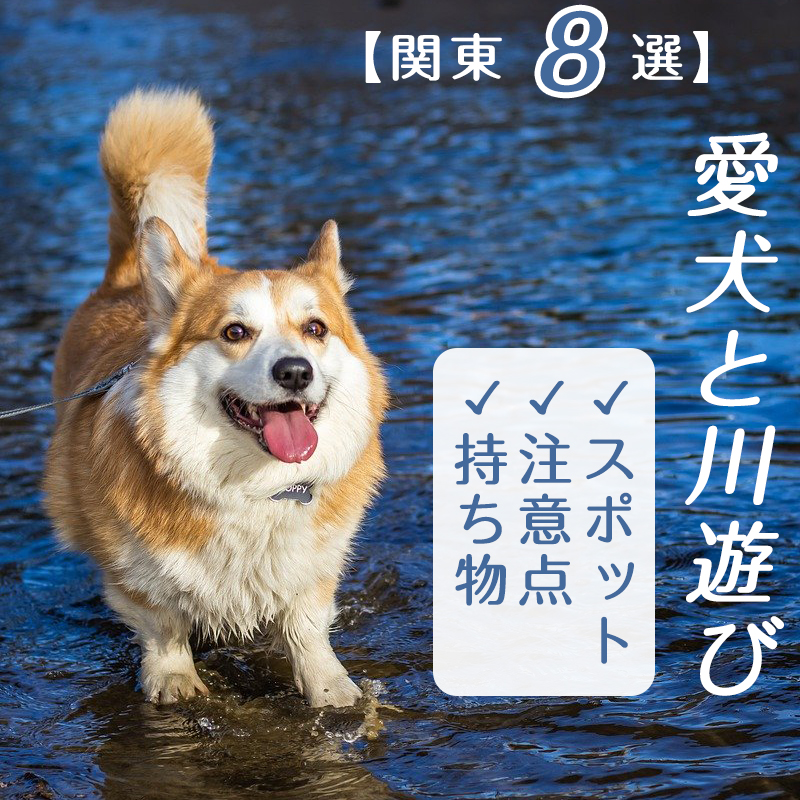 【関東８選】愛犬と川遊びをしよう！おすすめスポット、注意点や持ち物など