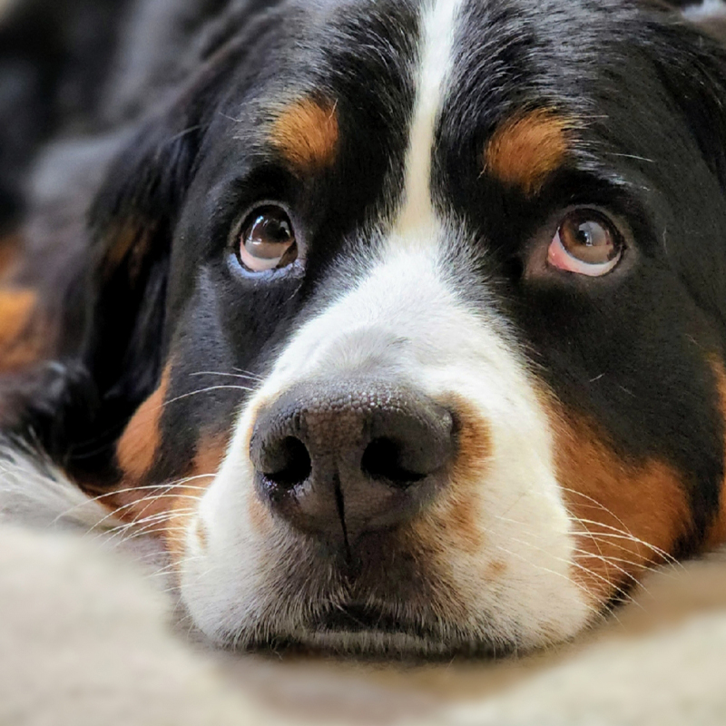 犬が上目遣いをする意味は？目をそらす表情、困り顔の理由。