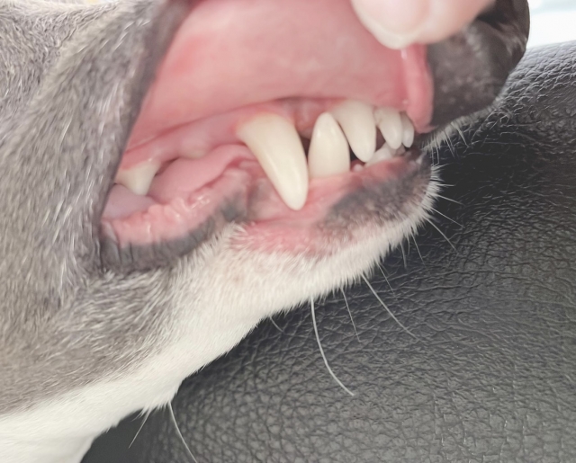 犬の歯並び