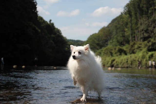 犬の川遊びスポット