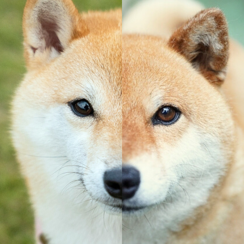 柴犬のキツネ顔とタヌキ顔を解説！見分け方やルーツが分かる！
