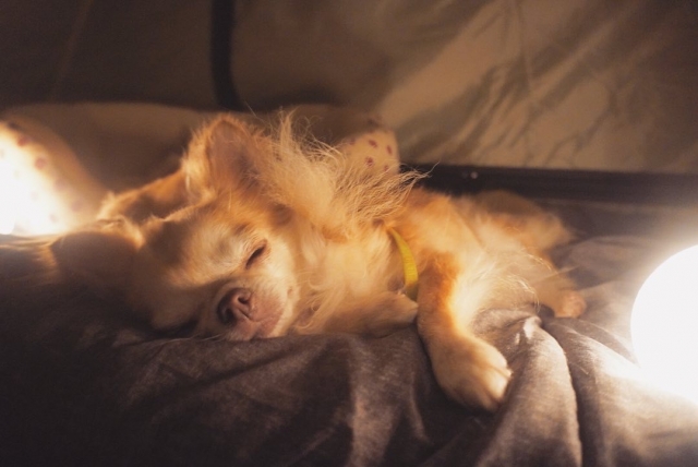 テントで眠る犬