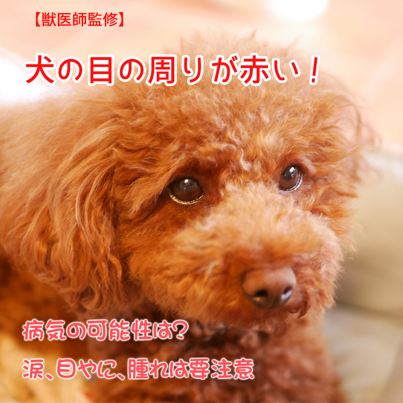 【獣医師監修】犬の目の周りが赤い！病気の可能性は？涙、目やに、腫れは要注意