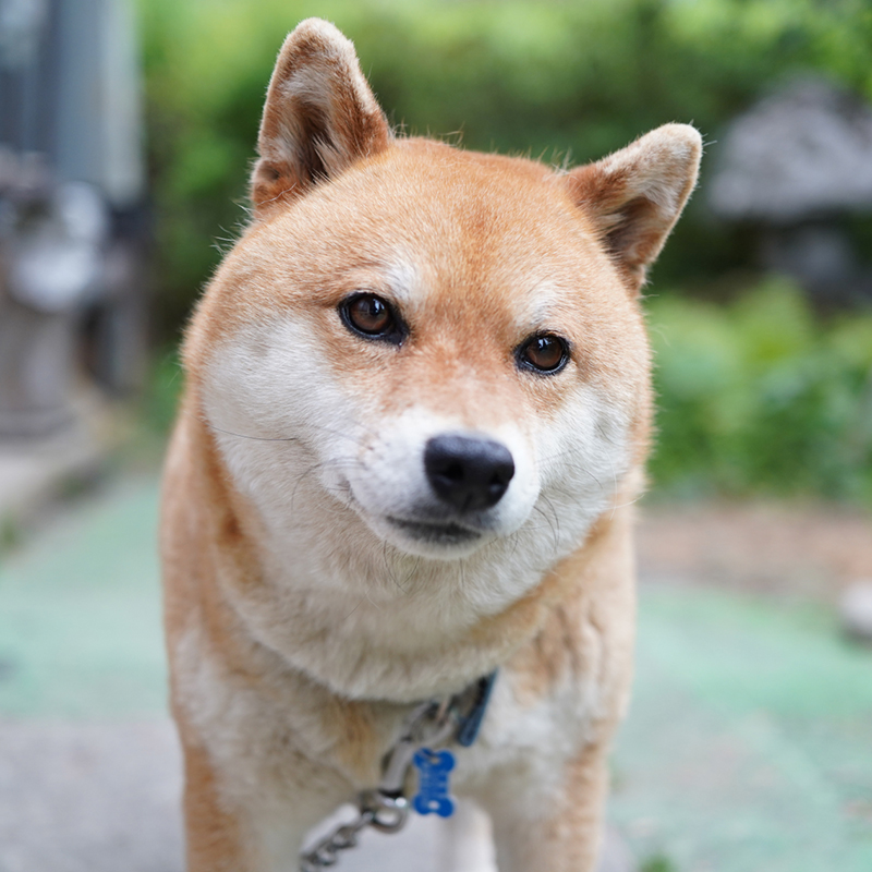 柴犬のキツネ顔とタヌキ顔を解説！見分け方やルーツが分かる！