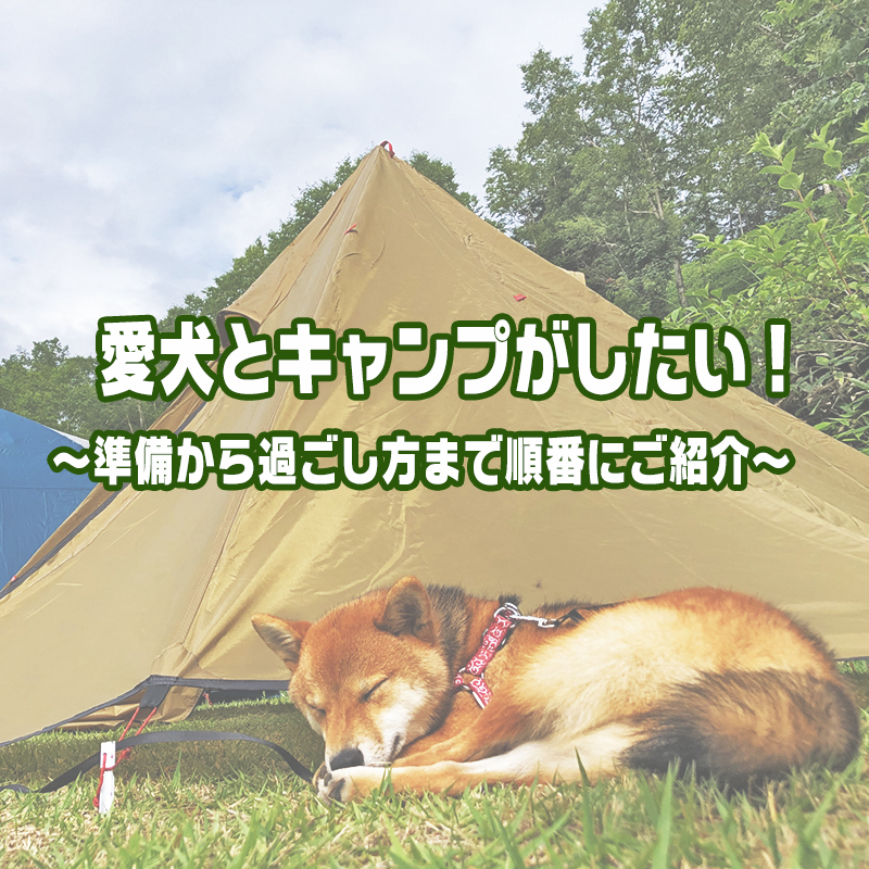 愛犬とキャンプを楽しみたい！キャンプの準備から過ごし方、注意点まで丸わかり！