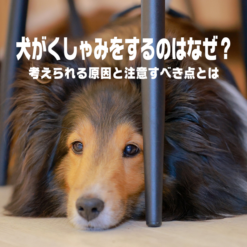 【獣医師監修】犬がくしゃみをする原因は？注意が必要なのはどんな状態？