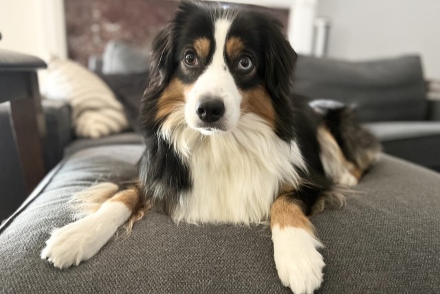 オーストラリアンシェパード