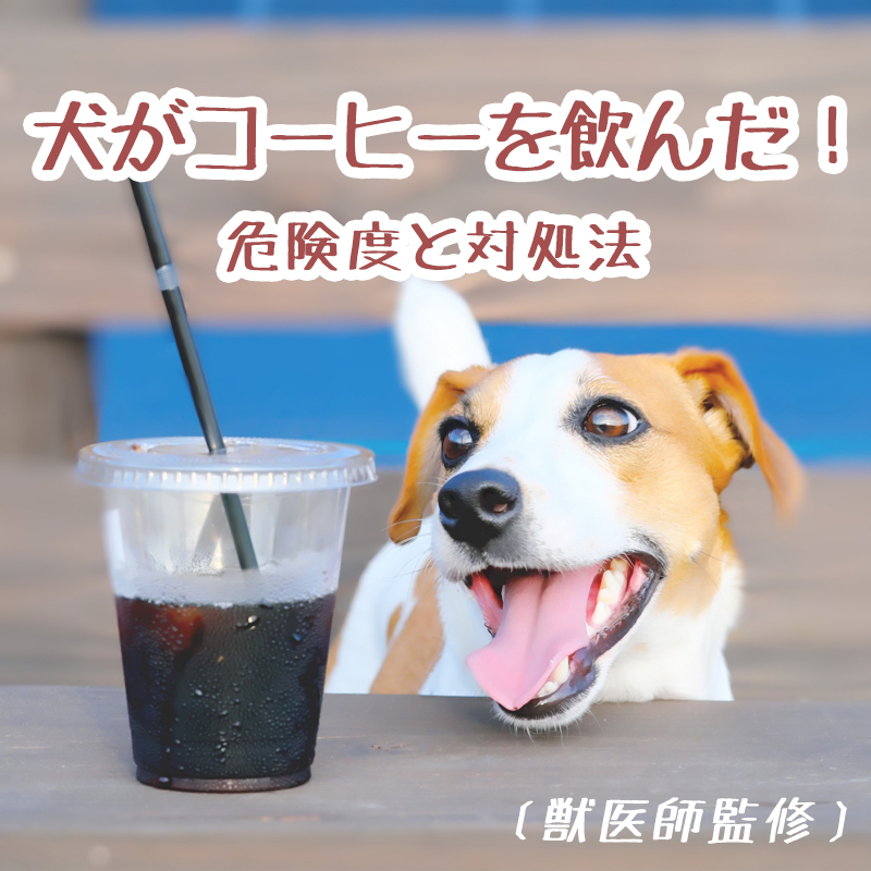 【獣医師監修】犬がコーヒーを飲んで（舐めて）しまった時の危険性と対処方法は？