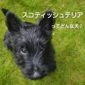 スコティッシュテリア