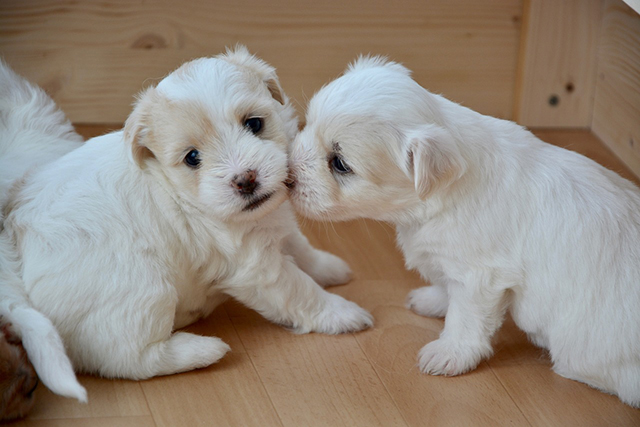 kiss-puppy-2646017_1280