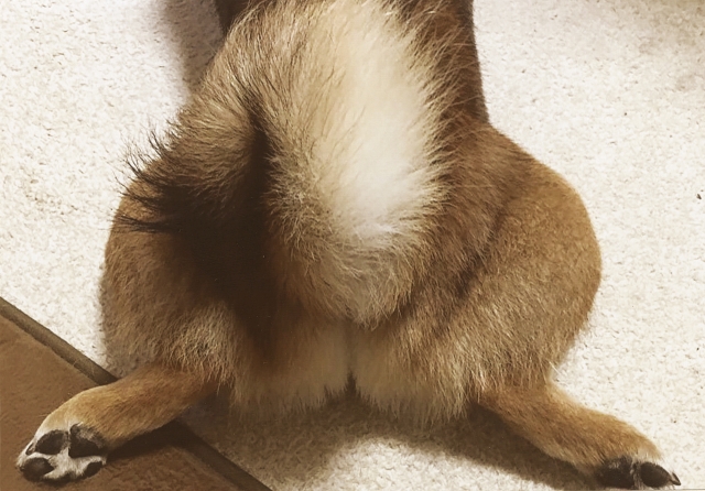 柴犬の尻尾