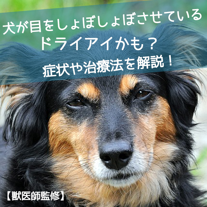 【獣医師監修】犬が目をしょぼしょぼさせている！ドライアイかも？症状や治療法を解説！